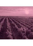 Domaine Boisseau - La Vigne Mouton