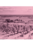 Domaine Maxime Magnon