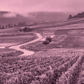 Domaine Jacques Saumaize