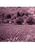 Domaine De La Taille Aux Loups