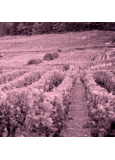 Domaine Eric Forest